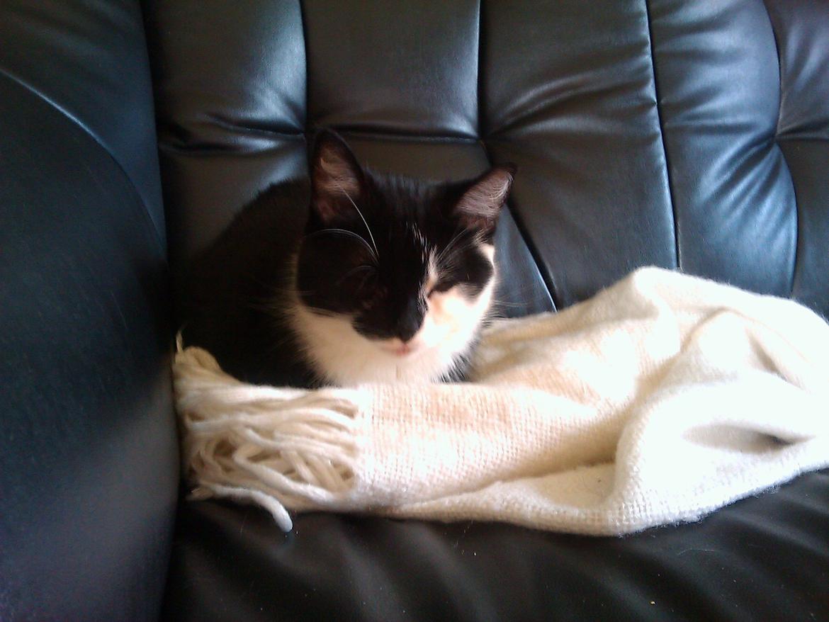 Huskat Sarabi - Bette Mobs.. :) billede 10