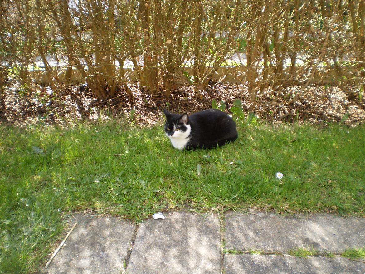 Huskat Sarabi - Sarabi. :) billede 11