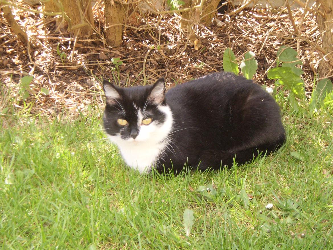 Huskat Sarabi - Sarabi. <3 billede 12