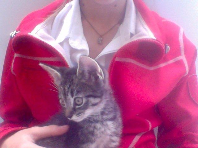 Huskat Findus!:-) billede 2