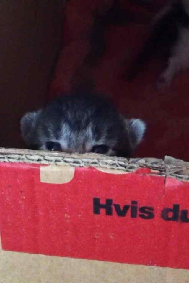 Huskat Findus!:-) billede 3