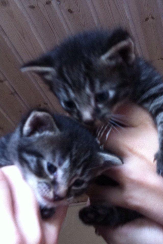 Huskat Findus!:-) billede 4