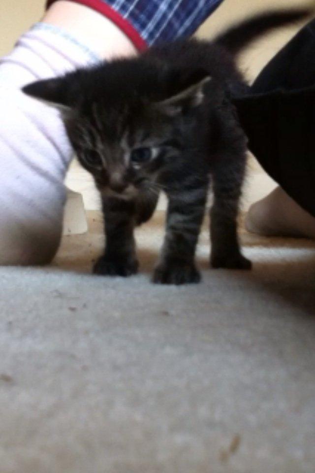 Huskat Findus!:-) billede 5