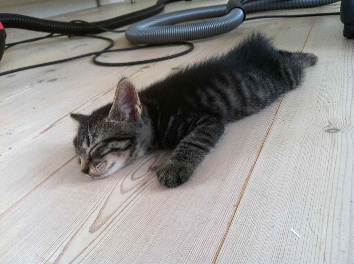 Huskat Findus!:-) billede 6