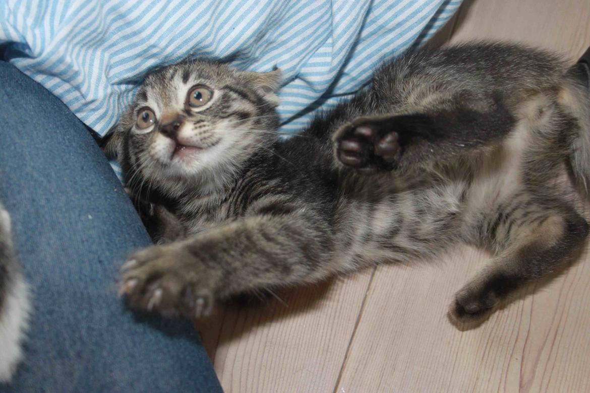 Huskat Findus!:-) billede 7