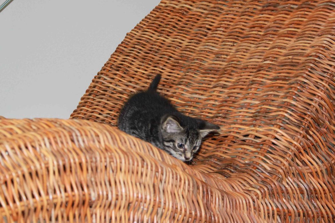 Huskat Findus!:-) billede 8