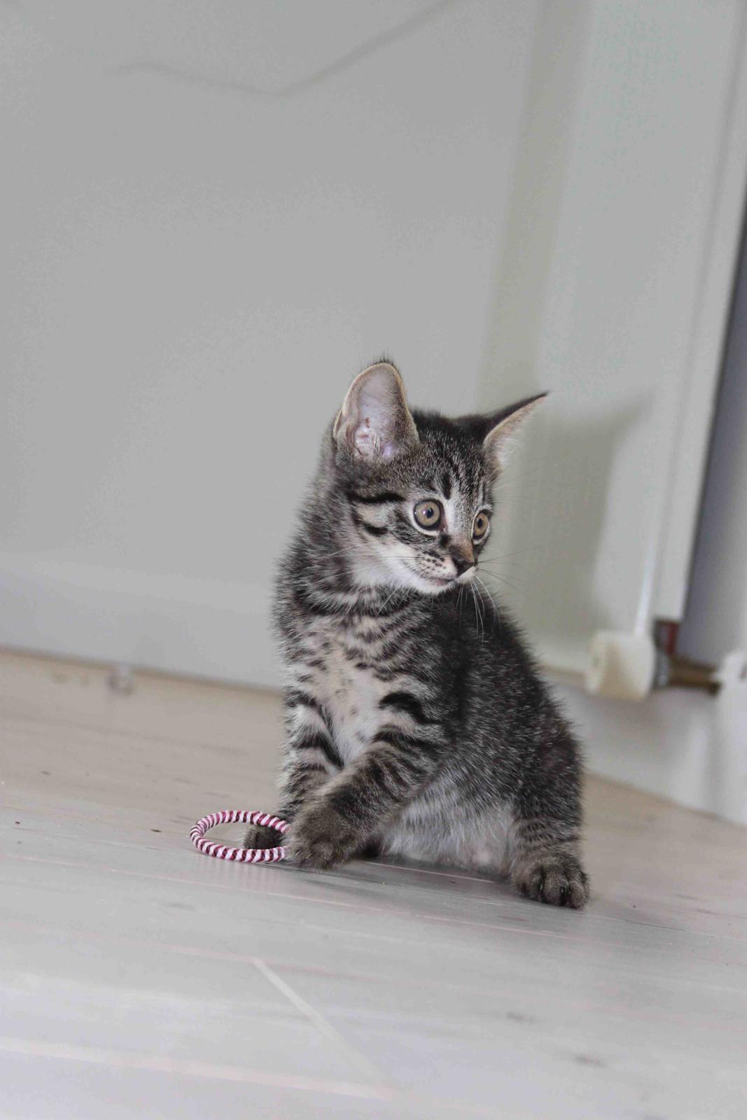 Huskat Findus!:-) billede 1