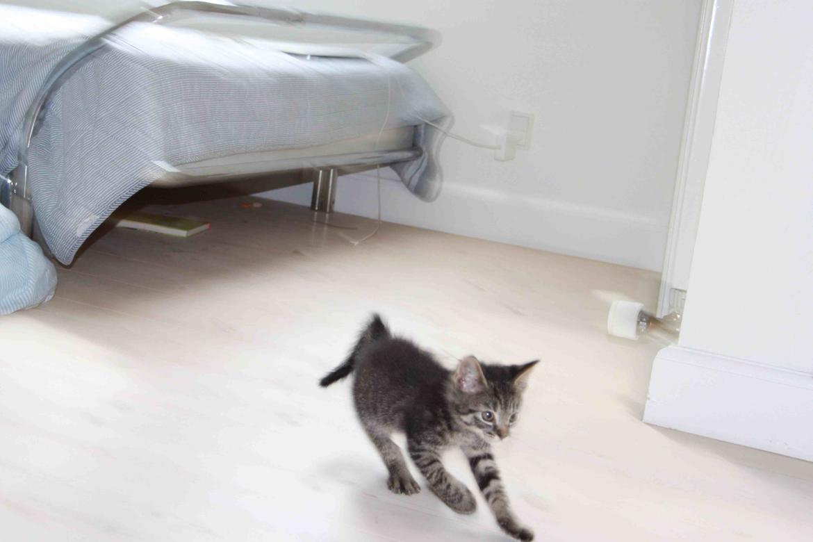 Huskat Findus!:-) billede 9