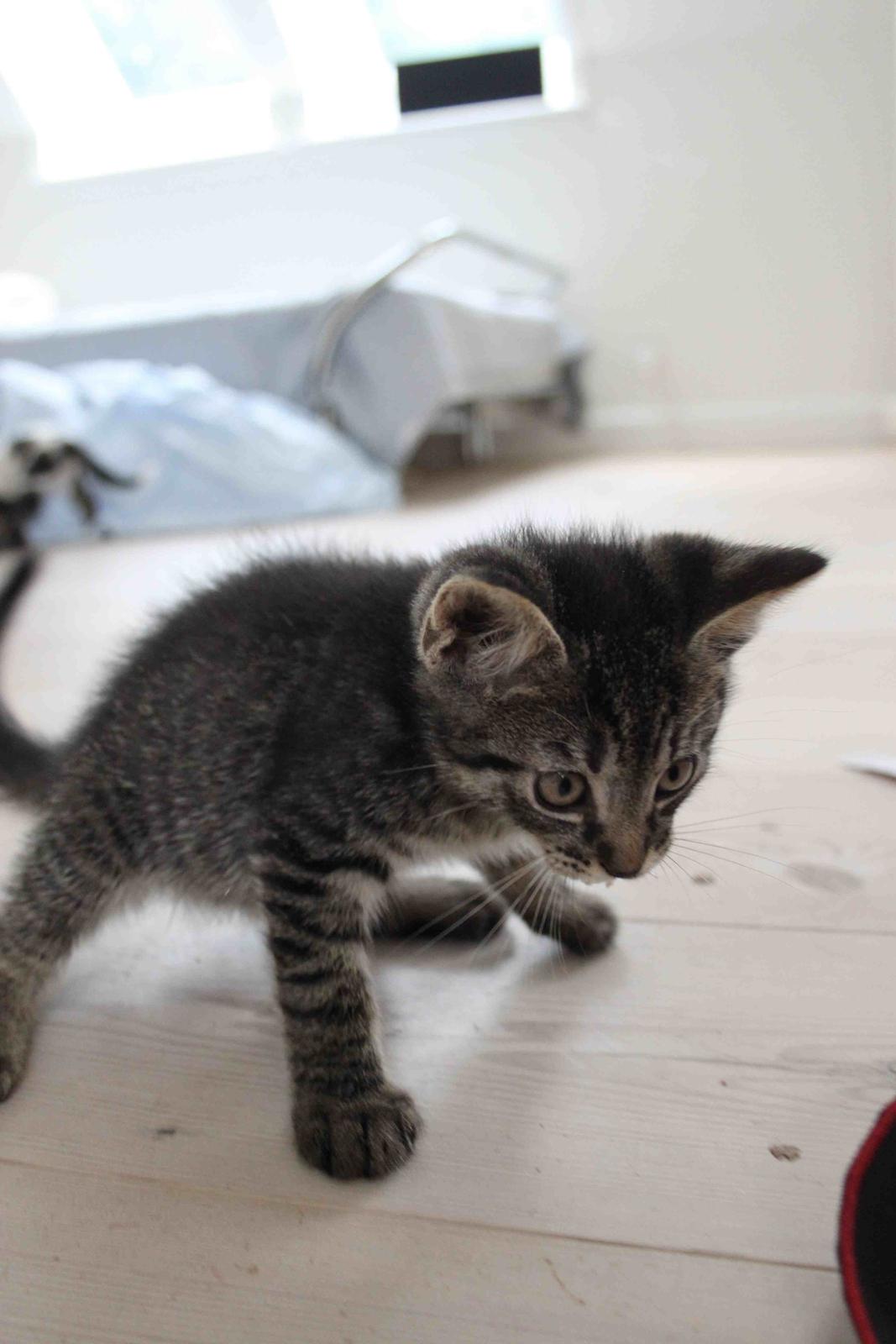 Huskat Findus!:-) billede 10