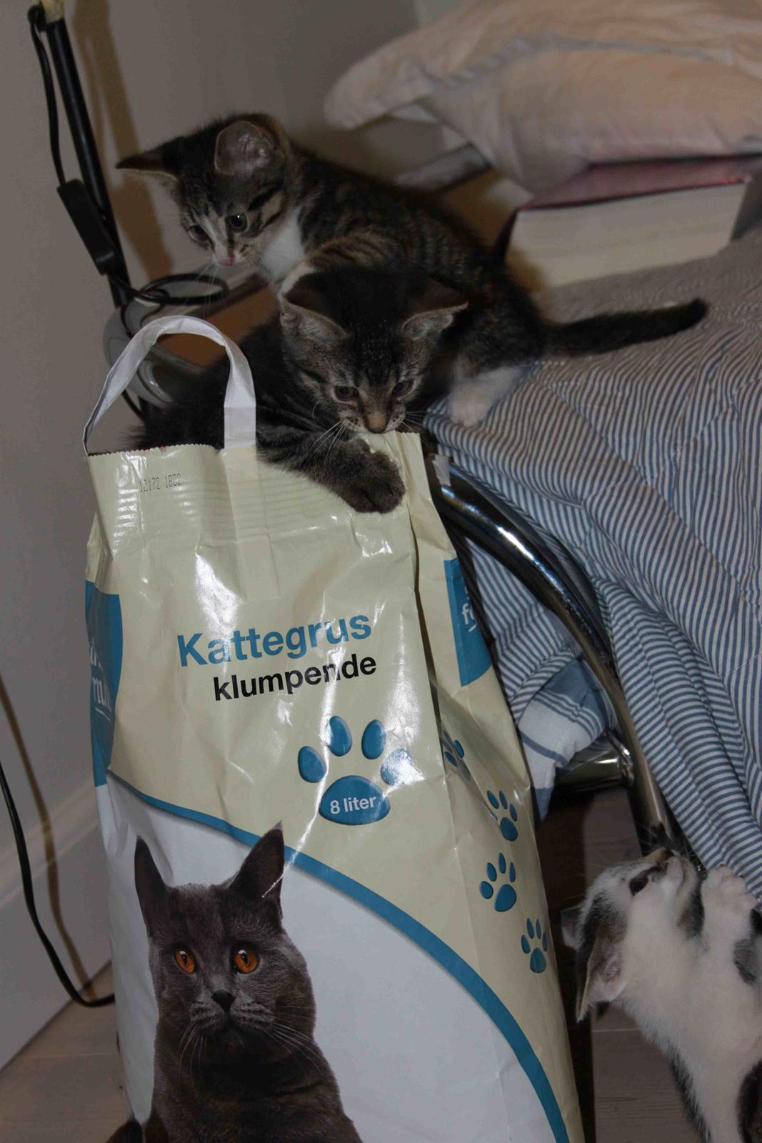 Huskat Findus!:-) billede 11