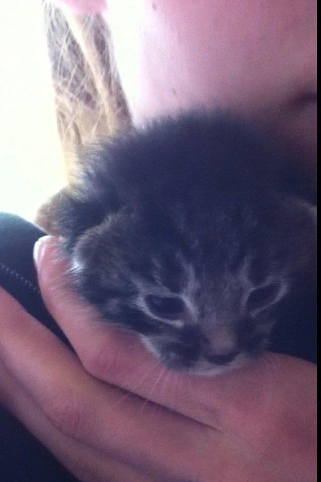 Huskat Boogie billede 2