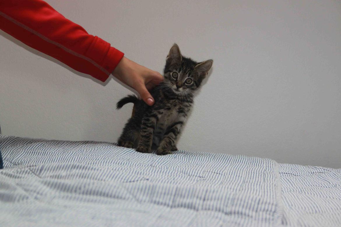 Huskat Boogie billede 4