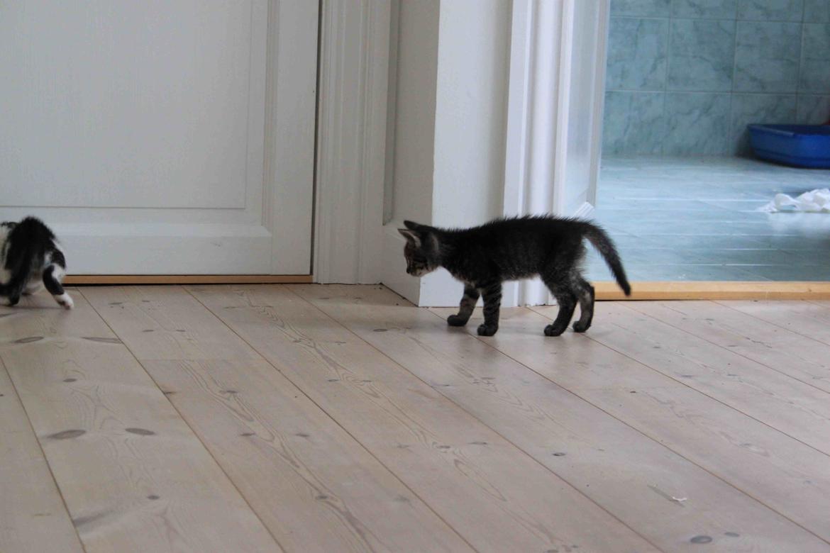 Huskat Boogie billede 5