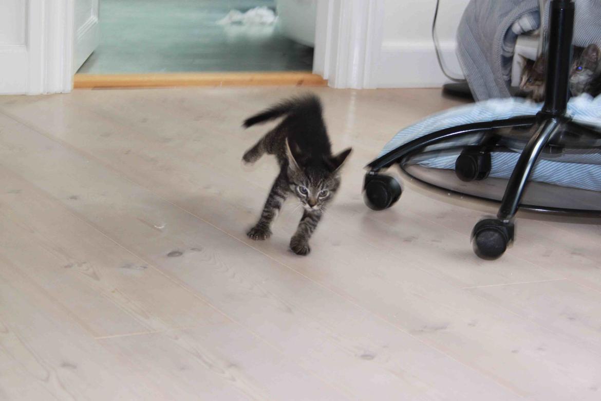 Huskat Boogie billede 6