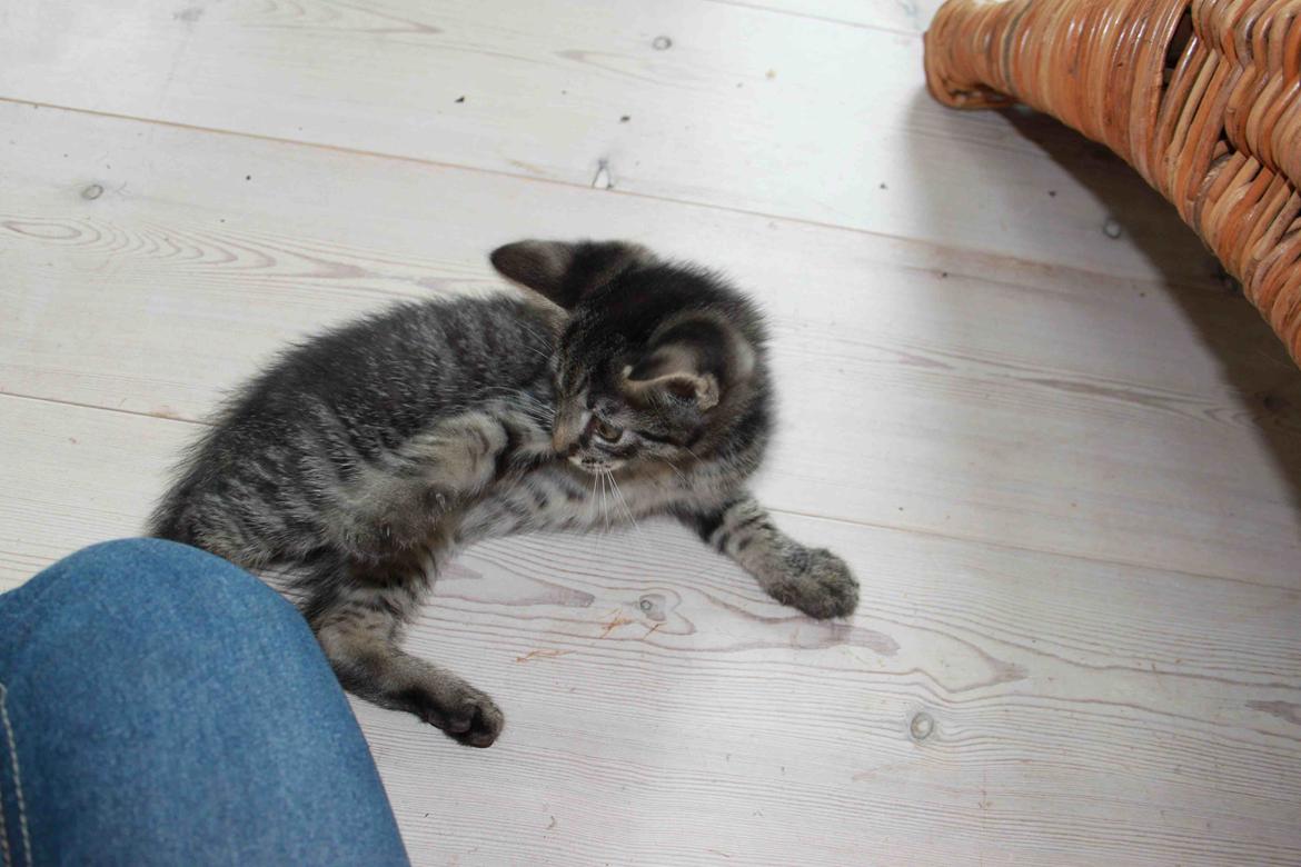 Huskat Boogie billede 7