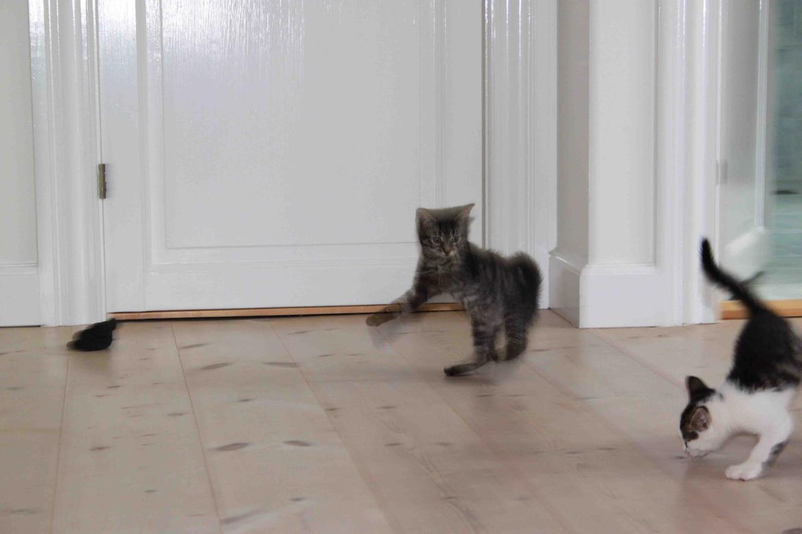 Huskat Boogie billede 8