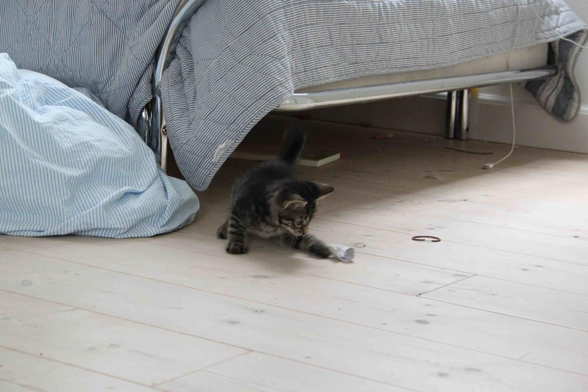 Huskat Boogie billede 9