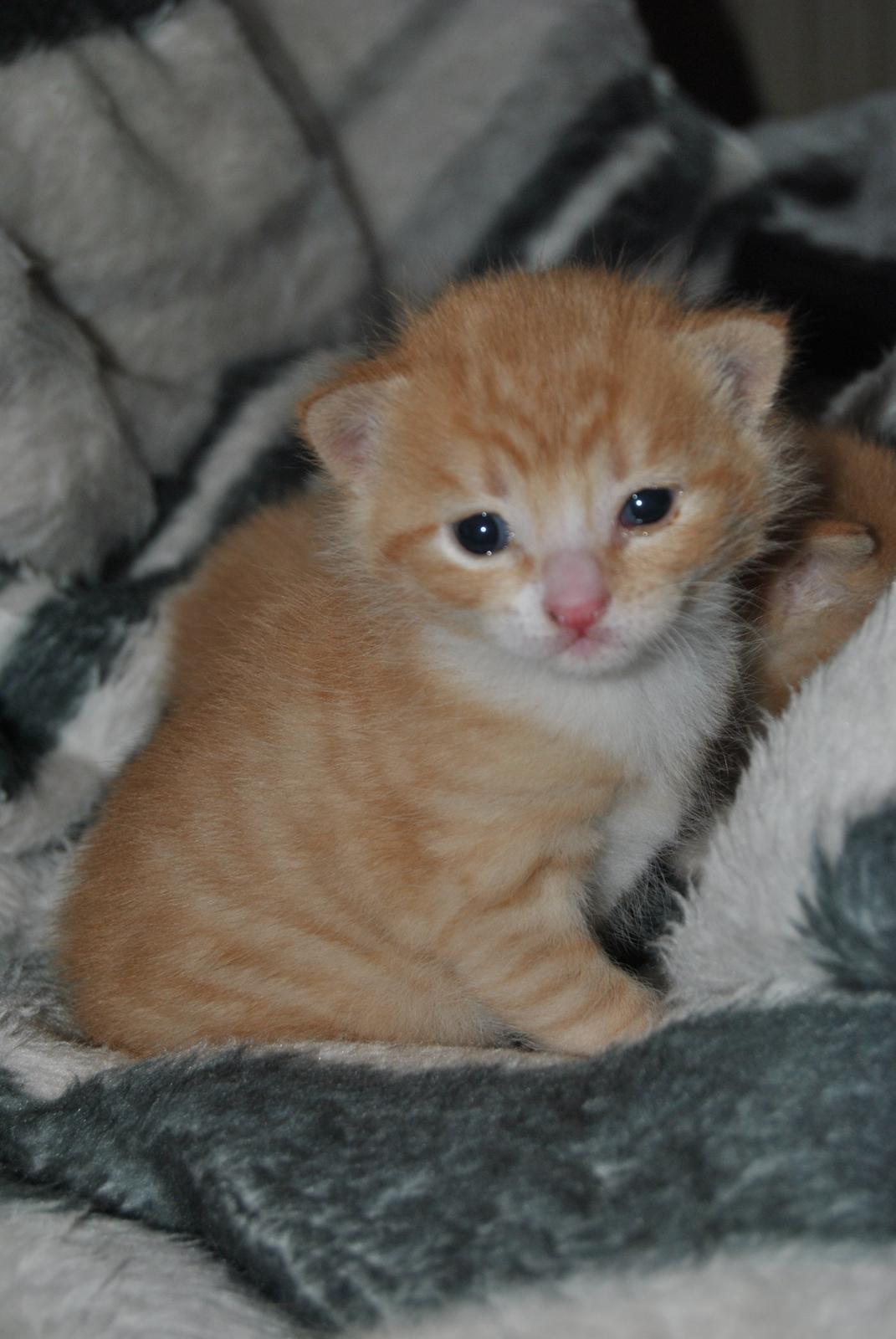 Huskat prop billede 1