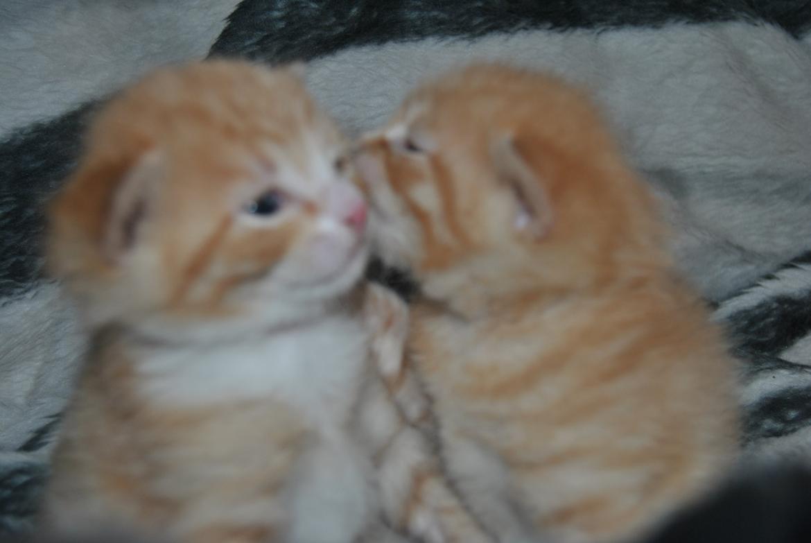 Huskat prop billede 2