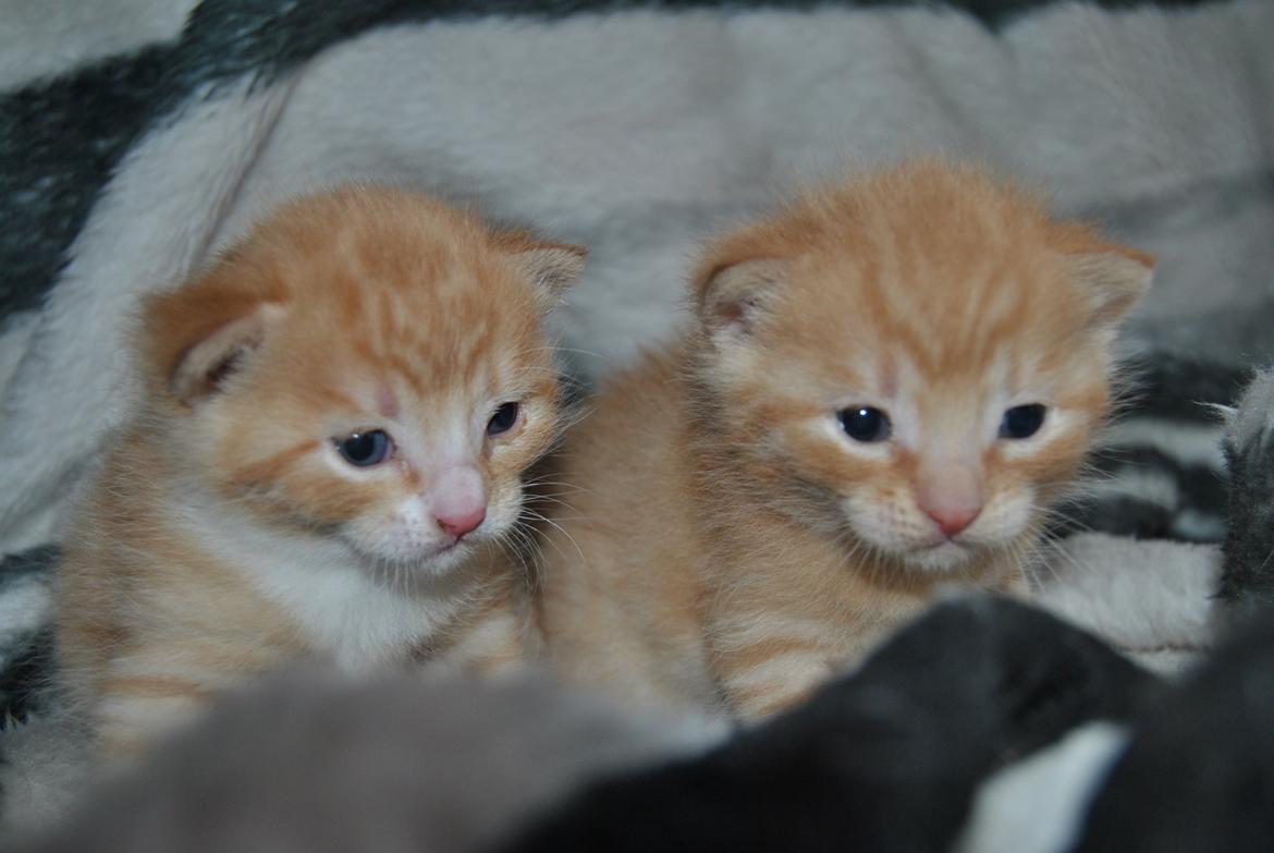 Huskat prop billede 3