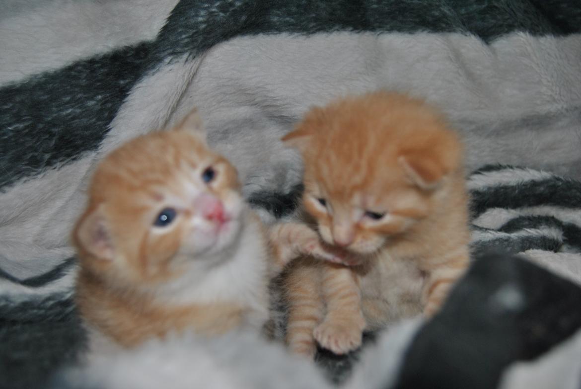 Huskat prop billede 4