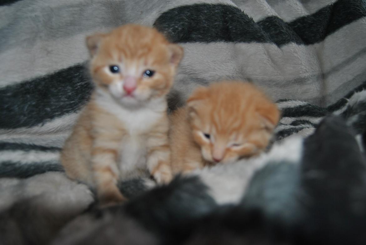 Huskat prop billede 5