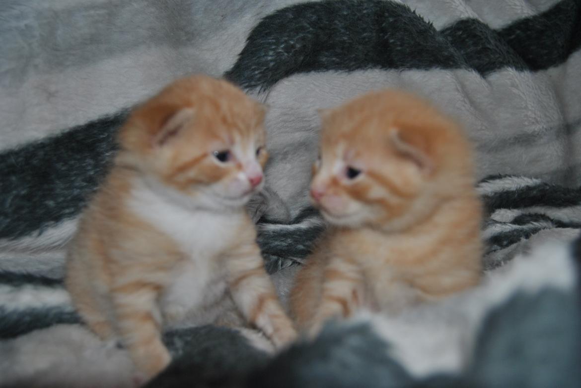 Huskat prop billede 6