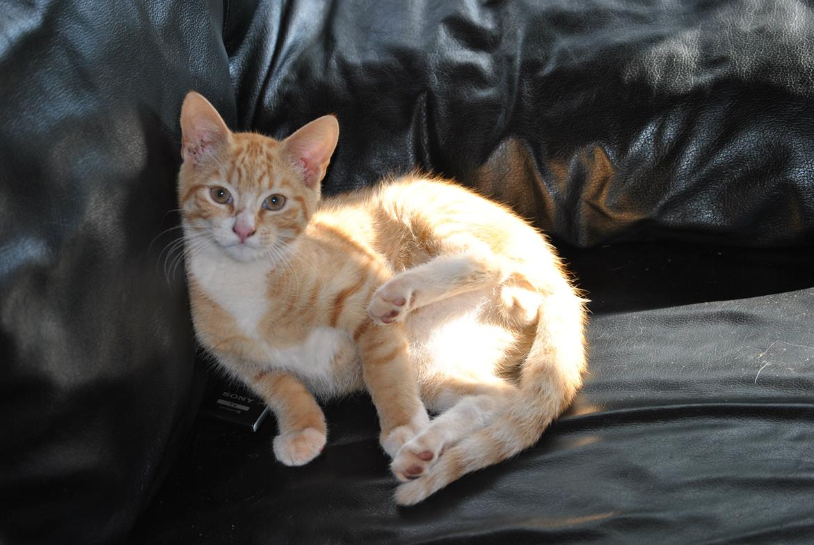 Huskat prop billede 7