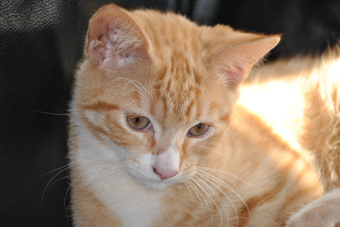 Huskat prop billede 8