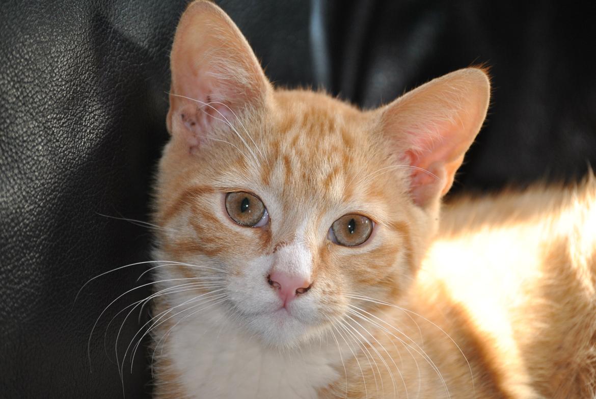 Huskat prop billede 9