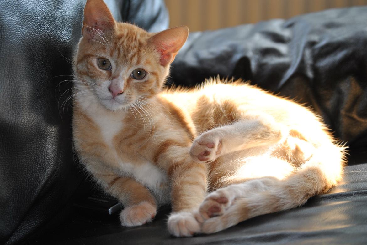 Huskat prop billede 10