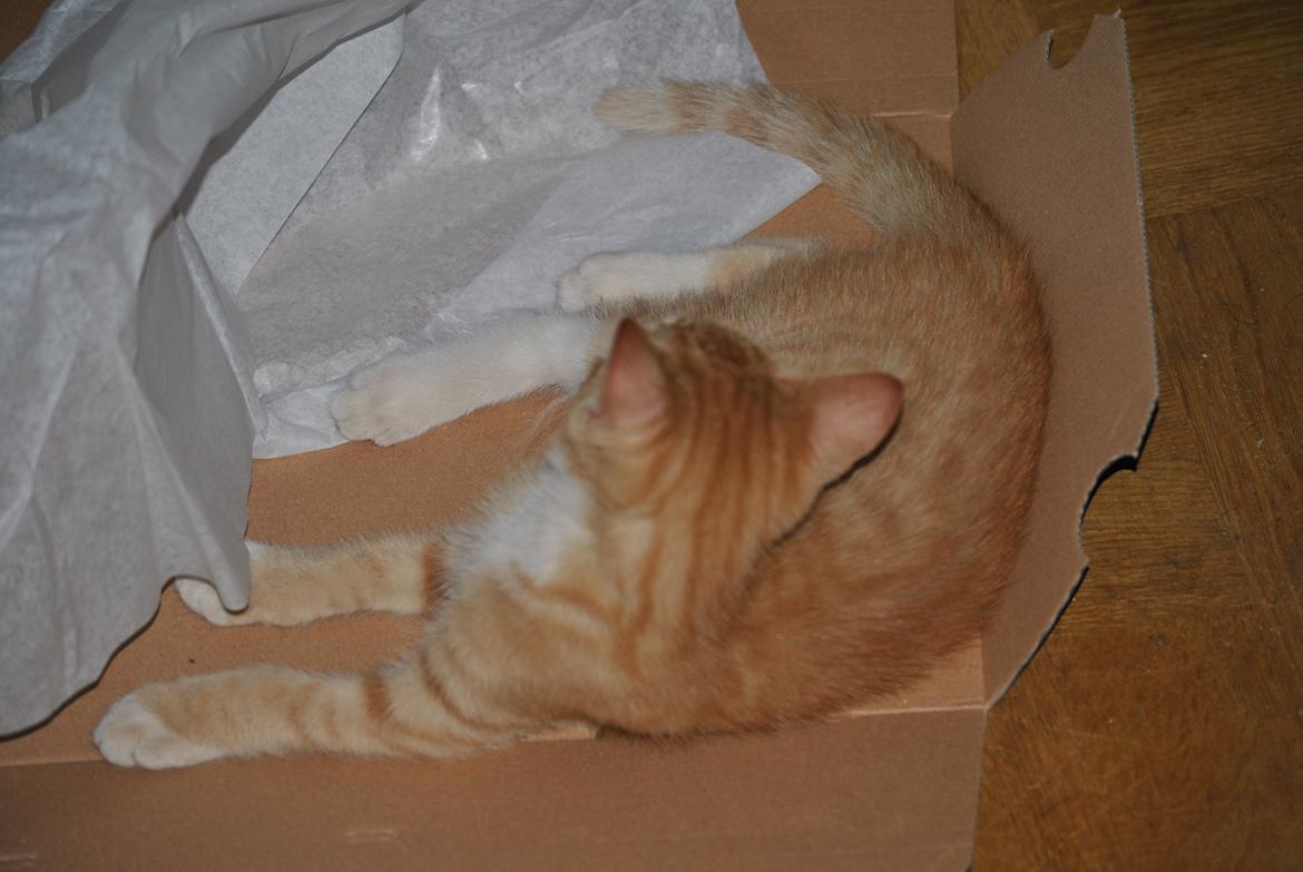 Huskat prop billede 11