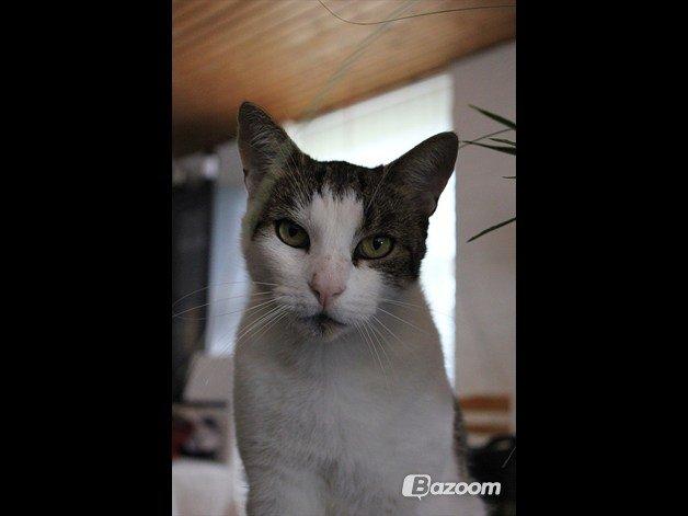 Huskat Buller aka. Muggermis billede 11