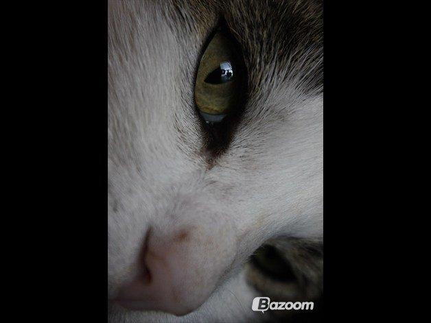 Huskat Buller aka. Muggermis billede 12