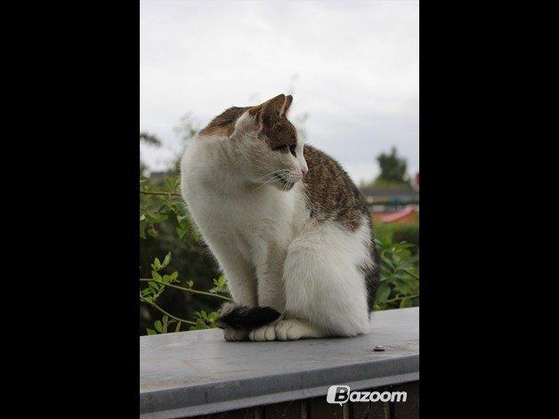 Huskat Buller aka. Muggermis billede 13