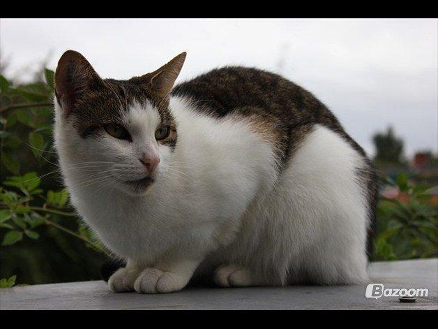 Huskat Buller aka. Muggermis billede 14