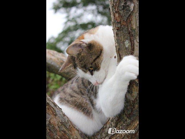 Huskat Buller aka. Muggermis - Min lille tigermis, der elsker at være i træer! Os' selvom han nogen gange kommer for højt op, så man må kravle op efter ham.. ;-) billede 15