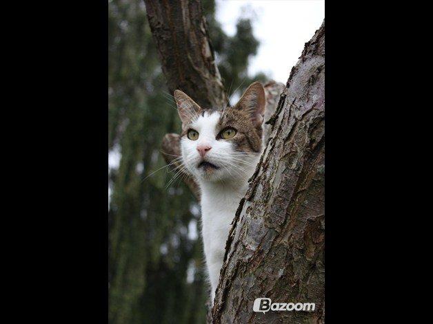 Huskat Buller aka. Muggermis - Velkommen til min lille Muggermis. Lig gerne en bedømmelse og en kommentar. :-) På forhånd; tak. billede 1