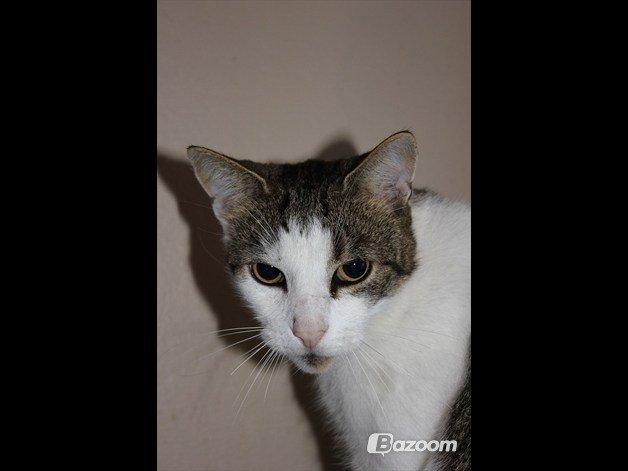 Huskat Buller aka. Muggermis billede 16