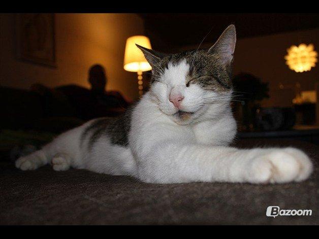 Huskat Buller aka. Muggermis billede 17