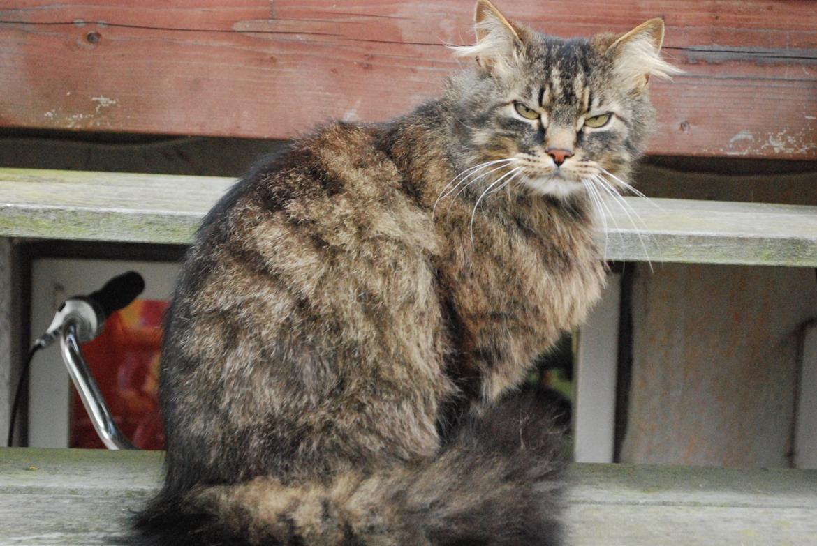 Maine Coon Ludo billede 15
