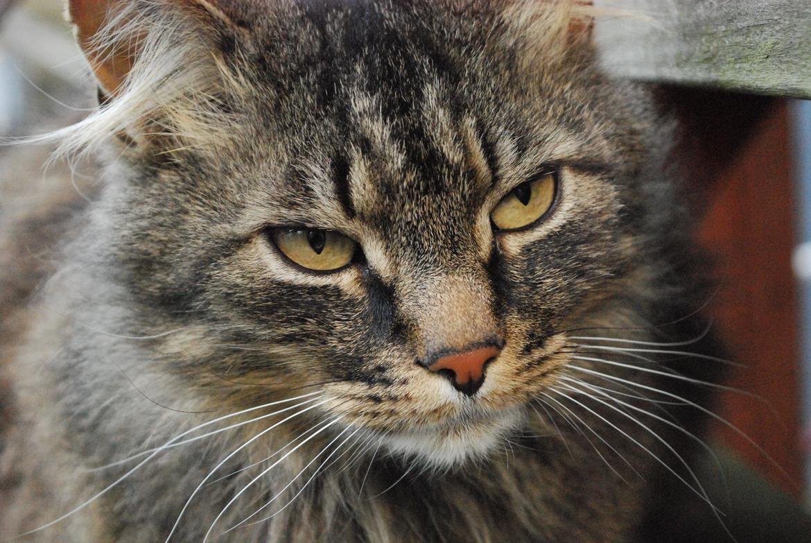 Maine Coon Ludo billede 16