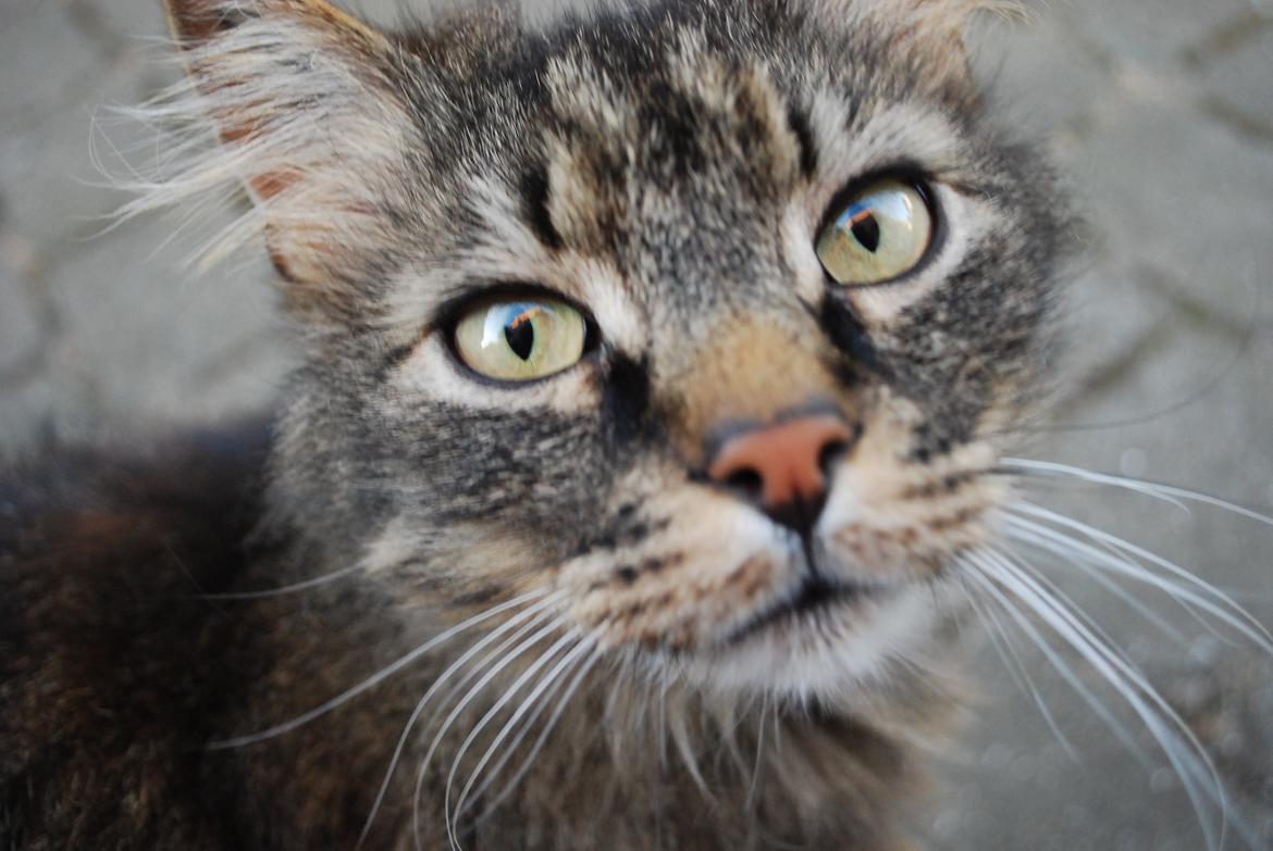 Maine Coon Ludo billede 17