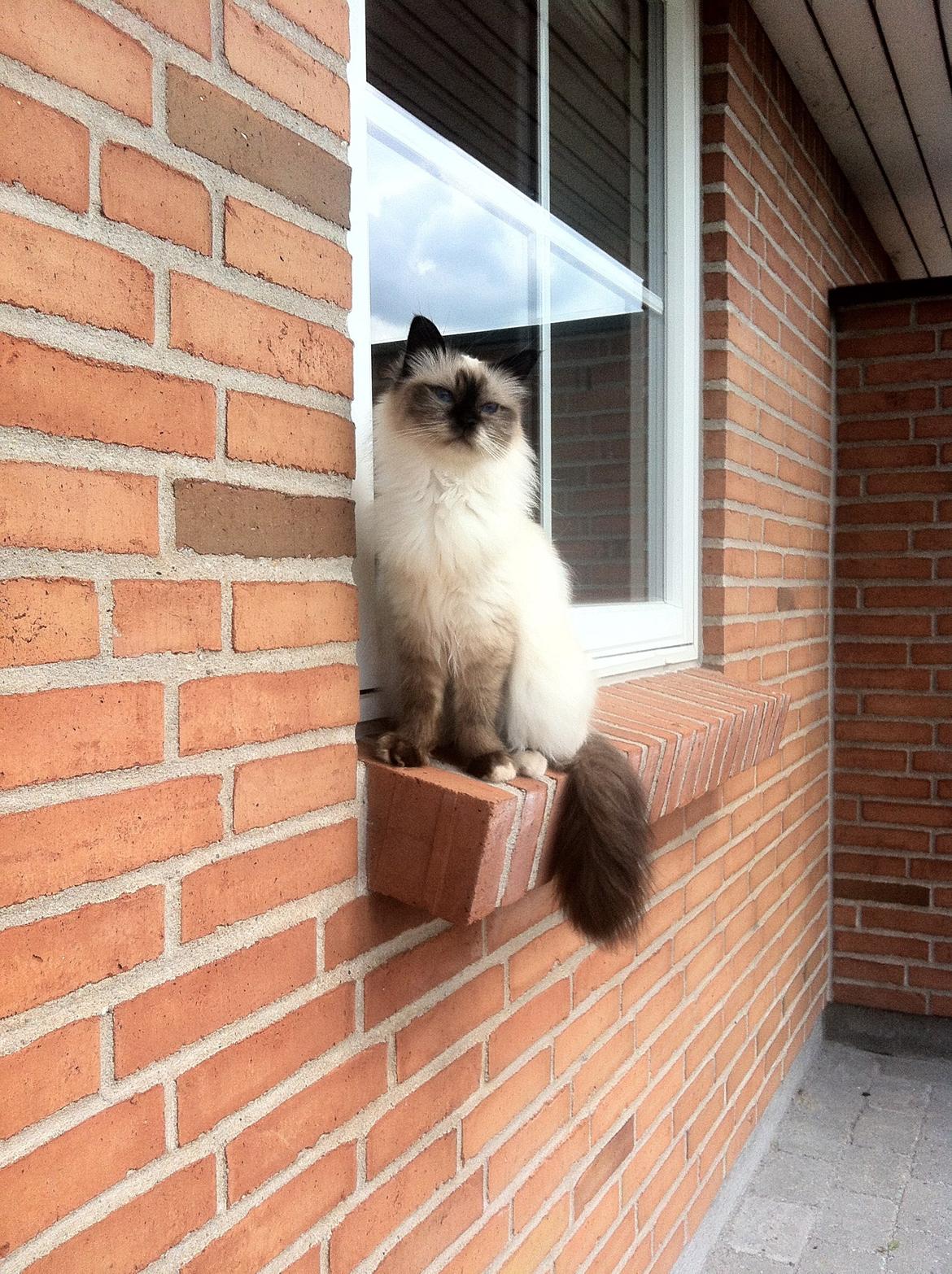 Hellig Birma Baby billede 1