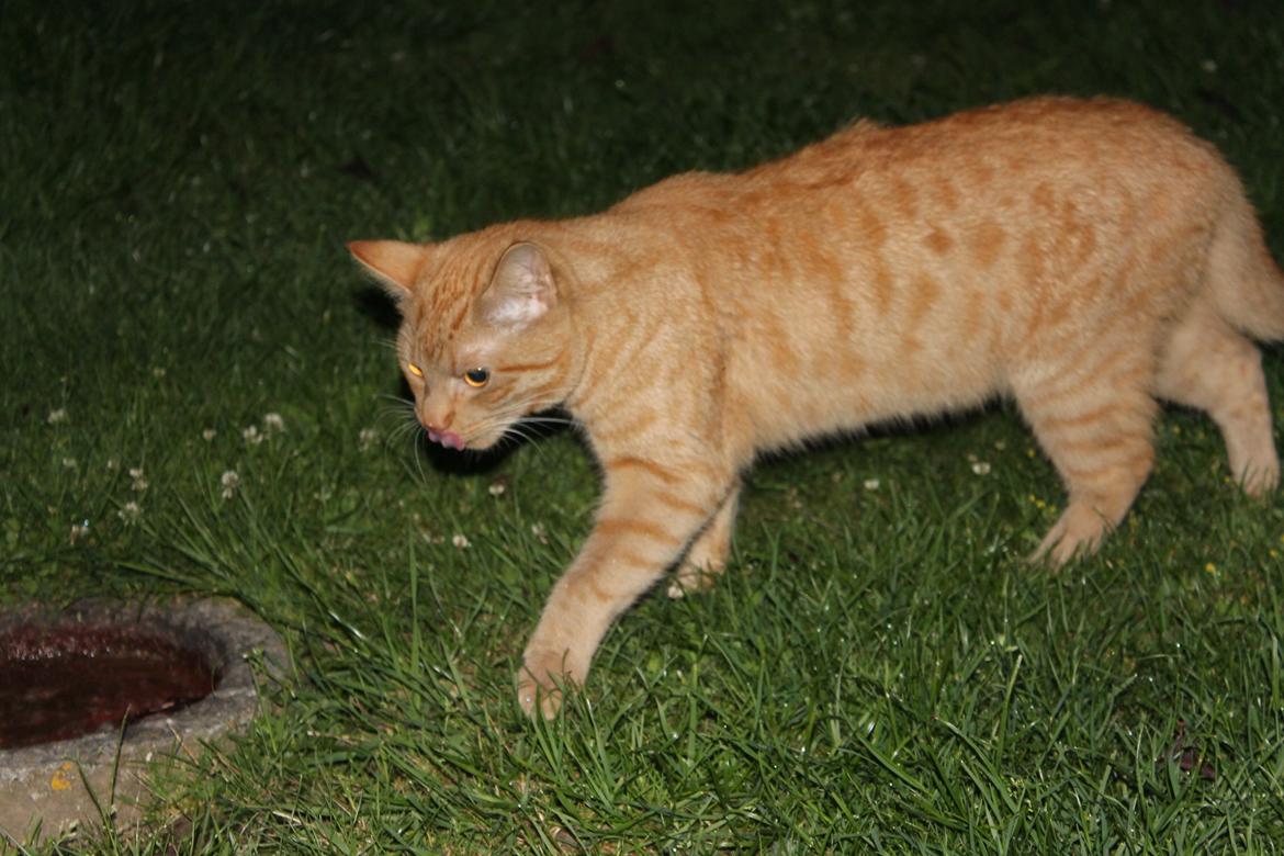 Huskat Tarzan *Efterlyst* - Uhm. Det ser nu lækkert ud det vand :) 14/7-12 billede 1