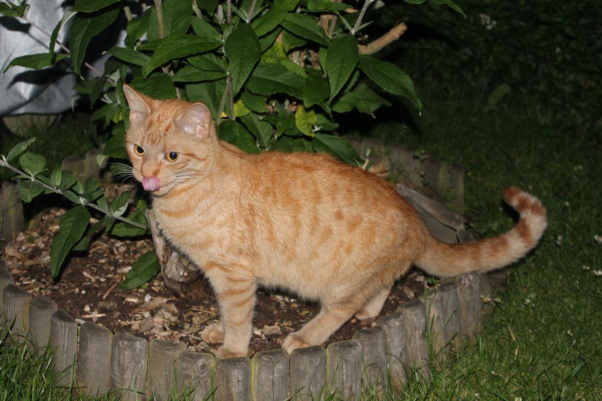 Huskat Tarzan *Efterlyst* - Hmm. Hvad skal jeg så finde på? 14.07.12
 billede 9