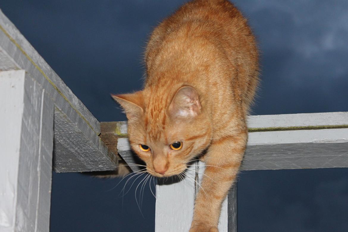 Huskat Tarzan *Efterlyst* - Kommer ned til dig nu mor, så kan du tage nogle bedre billeder, så du ikke skal strække dig. 14.07.12 billede 10