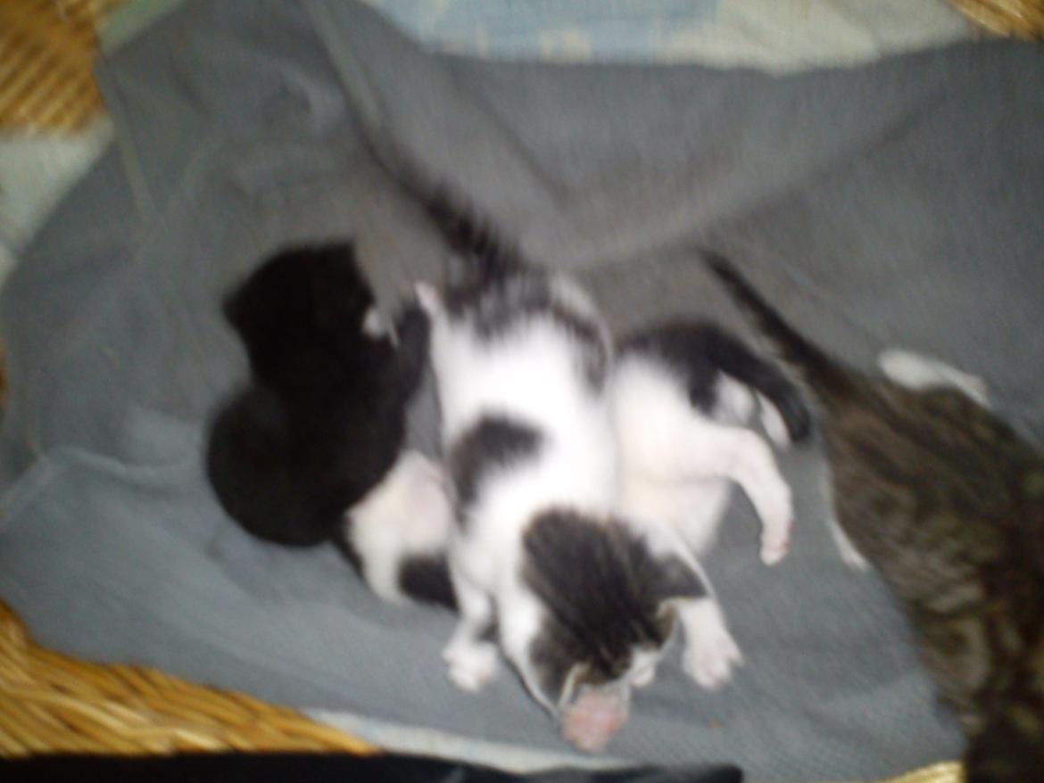 Huskat lennert billede 2