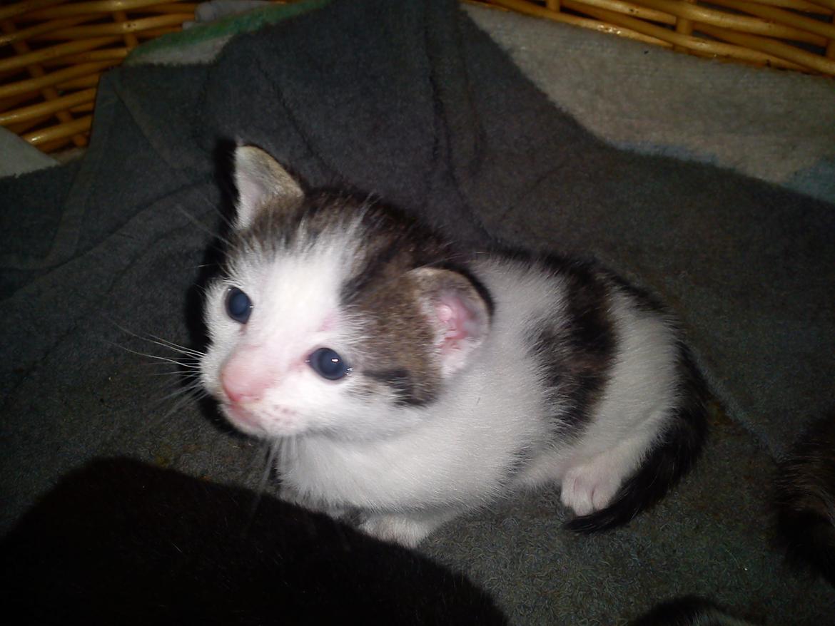 Huskat lennert billede 3