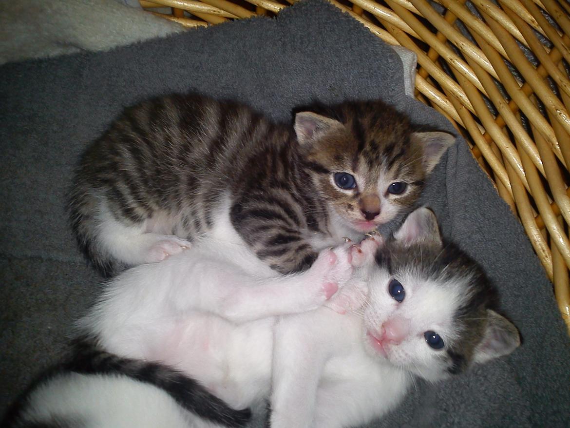 Huskat lennert billede 4